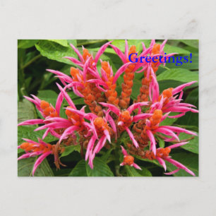 Coral Aphelandra Postcard Vykort
