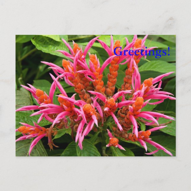 Coral Aphelandra Postcard Vykort (Framsida)