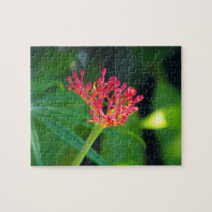 Coral Bush i bloom Pussel
