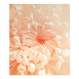 Coral Chrysanthemum Fototryck
