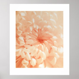 Coral Chrysanthemum Poster