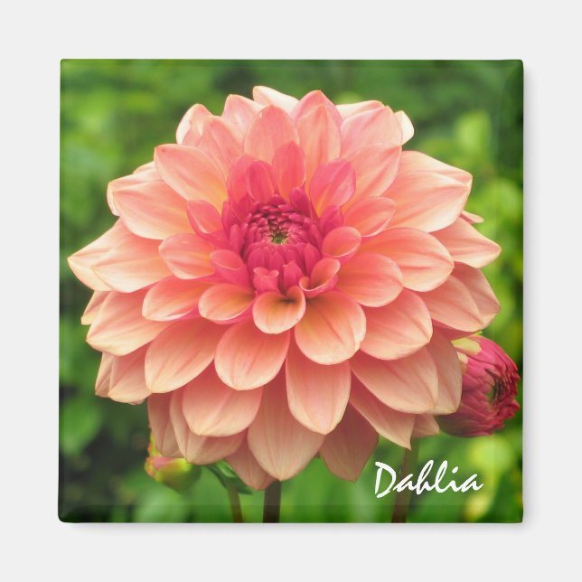 Coral Dahlia Magnet (Framsidan)