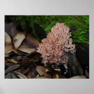 Coral Fungus Poster
