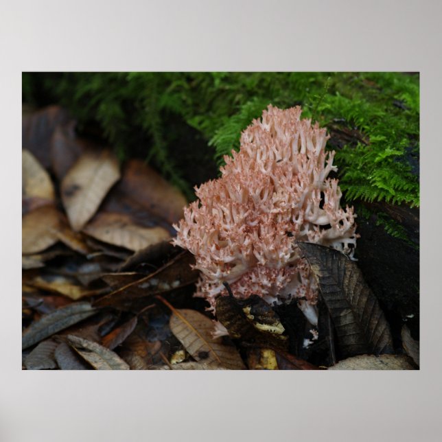 Coral Fungus Poster (Framsidan)