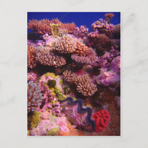 Coral Garden Vykort
