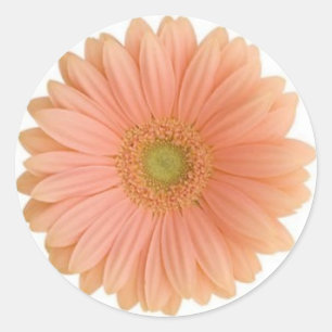 Coral Gerbera Daisy Sticker Runt Klistermärke