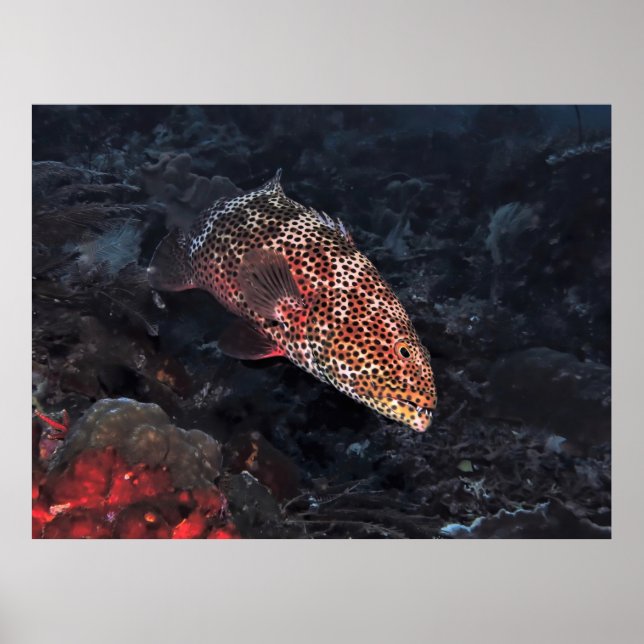 Coral Grouper Poster (Framsidan)