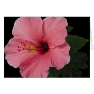 Coral Hibiscus Hälsningskort