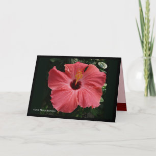 Coral Hibiscus Kort