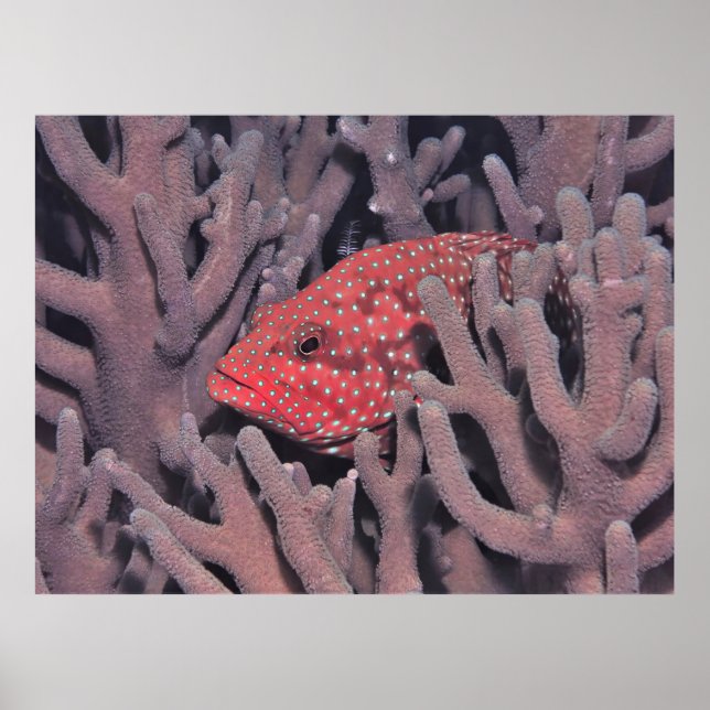 Coral Hind i koralen Poster (Framsidan)