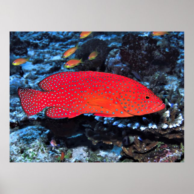 Coral Hind Poster (Framsidan)