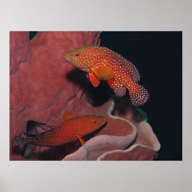 Coral Hinds Poster (Framsidan)