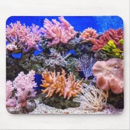 Coral i Saltwater Aquarium Musmatta