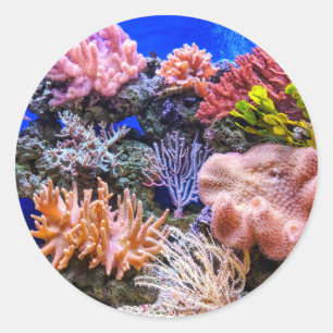 Coral i Saltwater Aquarium Runt Klistermärke