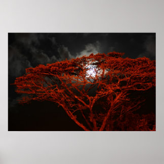 Coral Monkeypod och Måne Poster