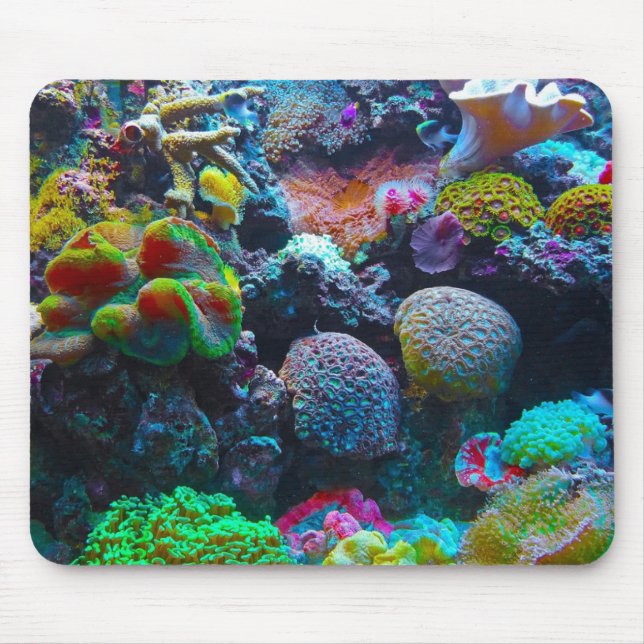 Coral Musmatta (Framsidan)