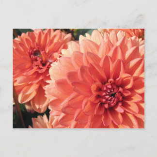 Coral Orange Dahlia Vykort