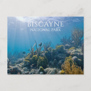 Coral, Plants, Fish, Biscayne National Park, FL Vykort
