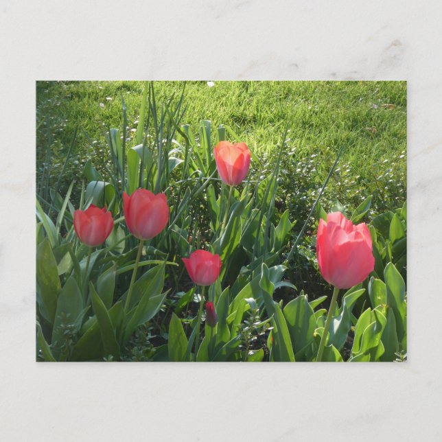 Coral Red Sunny Tulips DIY Postcard Helg Vykort (Framsida)