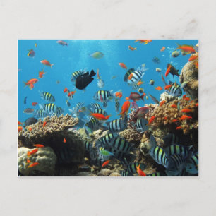 Coral Reef Fish Naturescape Vykort