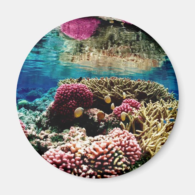 Coral Reef Magnet (Framsidan)
