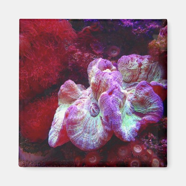 Coral Reef Magnet (Framsidan)