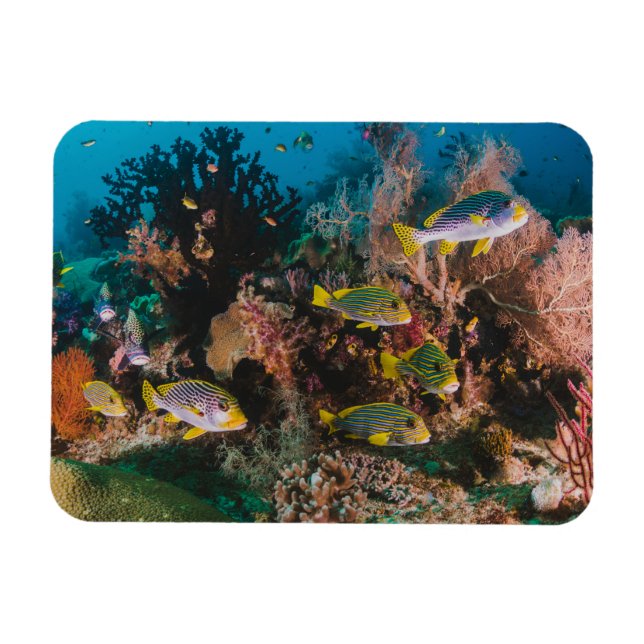 Coral Reef magnet (Horisontell)