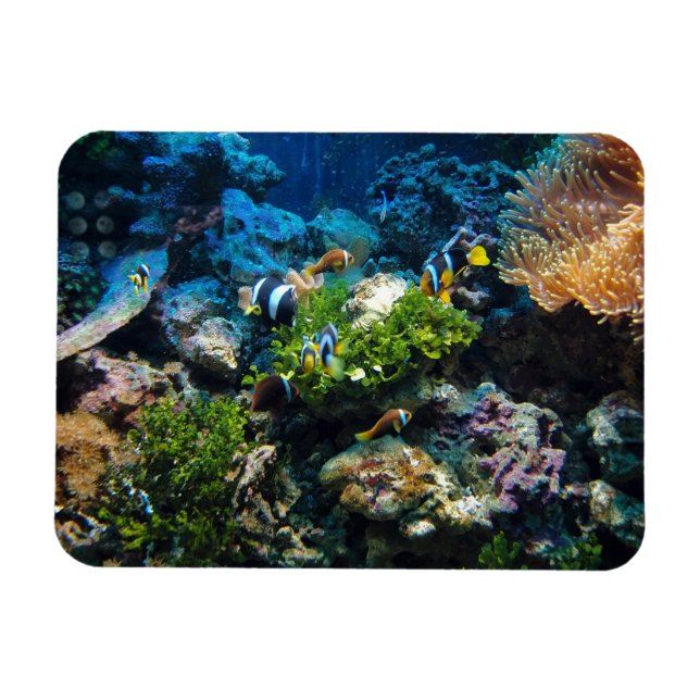 Coral Reef magnet (Horisontell)