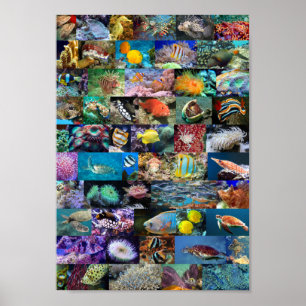 Coral Reef Marine Life Fish Animals Photos Collage Poster