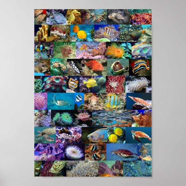 Coral Reef Marine Life Fish Animals Photos Collage Poster (Framsidan)