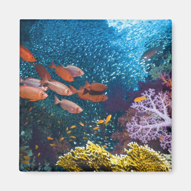 Coral Reef Scenery | Bigeye eller Goggle-Öga Magnet (Framsidan)
