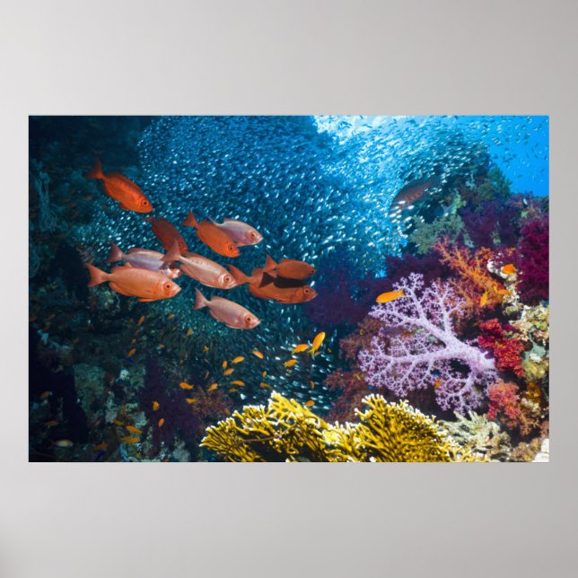 Coral Reef Scenery | Bigeye eller Goggle-Öga Poster (Framsidan)