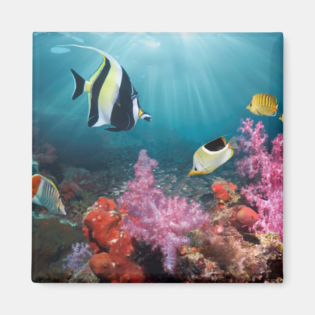 Coral Reef Scenery | Moorish Idol Magnet (Framsidan)