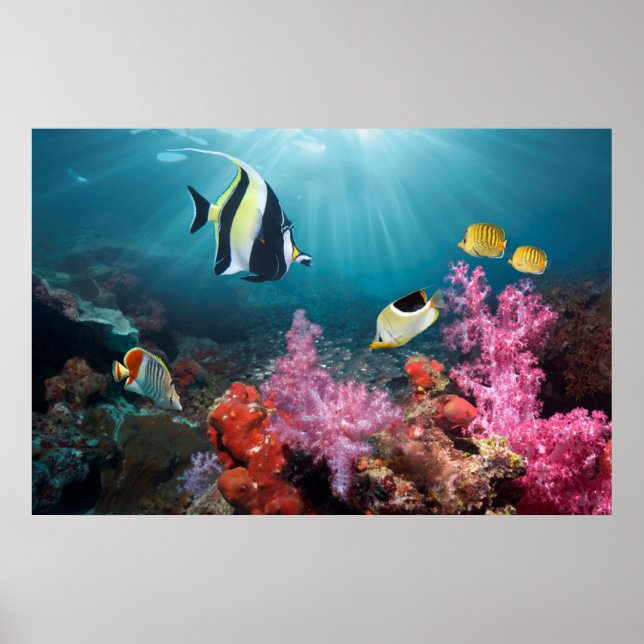 Coral Reef Scenery | Moorish Idol Poster (Framsidan)