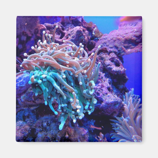 Coral reef sea anenome rosa blue lila magnet (Framsidan)
