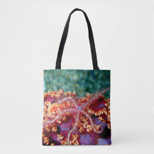 Coral reef starfish toby tygkasse