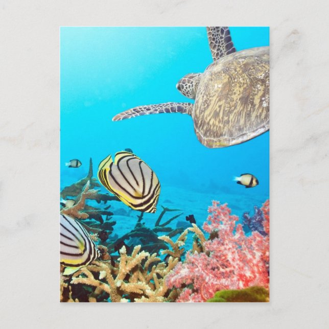Coral Reef Turtle Naturescape Vykort (Framsida)