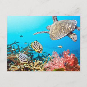Coral Reef Turtle Naturescape Vykort