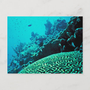Coral Reef Vykort