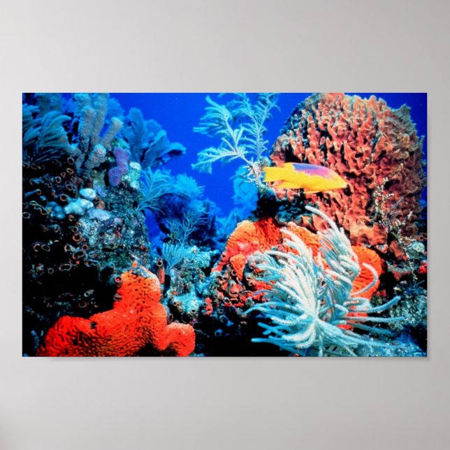 Coral Reef World Poster (Framsidan)