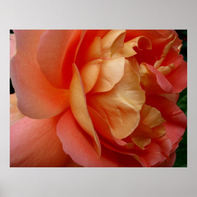 Coral Ro Poster (Framsidan)