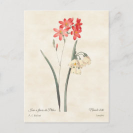 Coral Rosa Ixia Vintage Botania Vykort