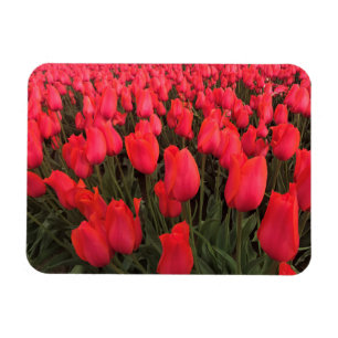Coral Rosa Tulips Magnet