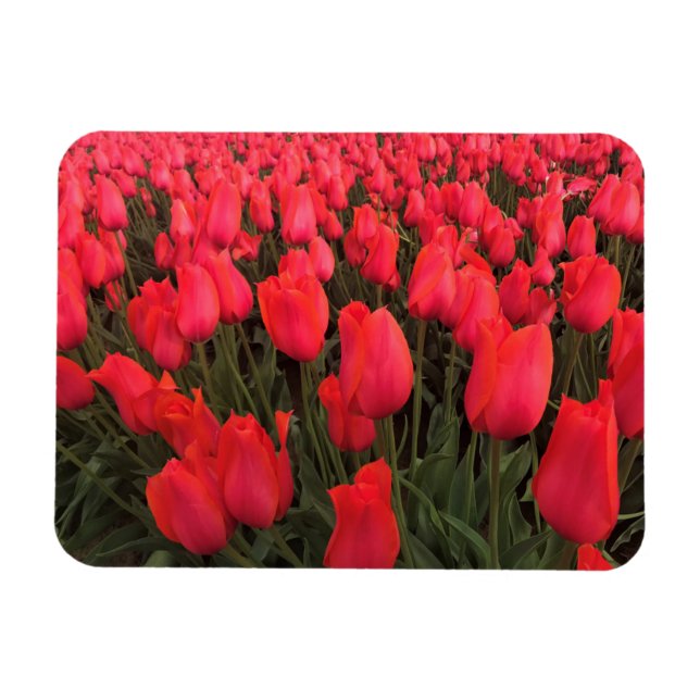 Coral Rosa Tulips Magnet (Horisontell)