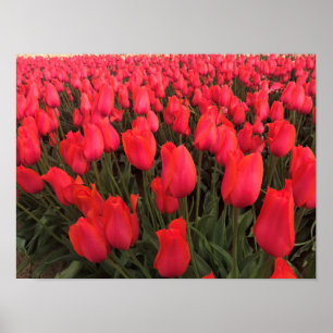Coral Rosa Tulips Poster