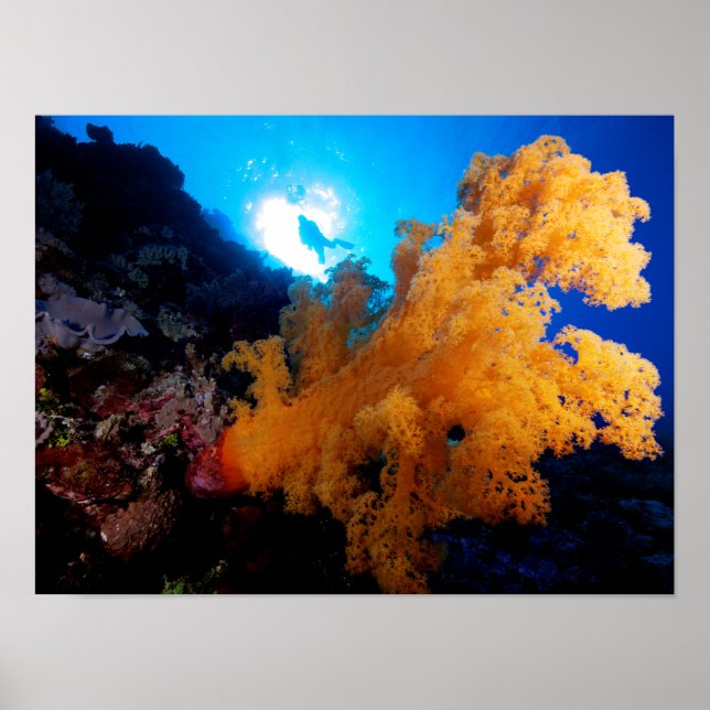 Coral Sea - Diver and Soft Coral - Poster (Framsidan)