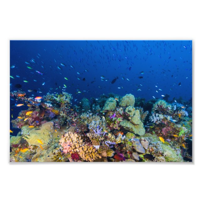 Coral Sea Photo Print Fototryck (Framsidan)