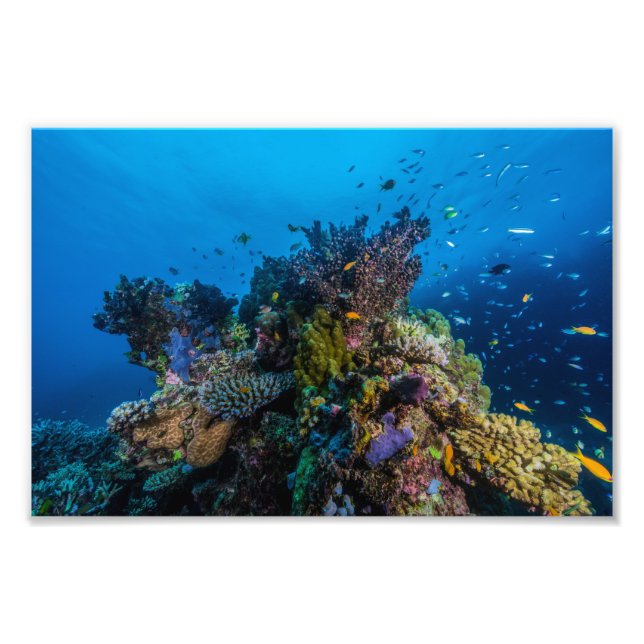 Coral Sea Photo Print Fototryck (Framsidan)