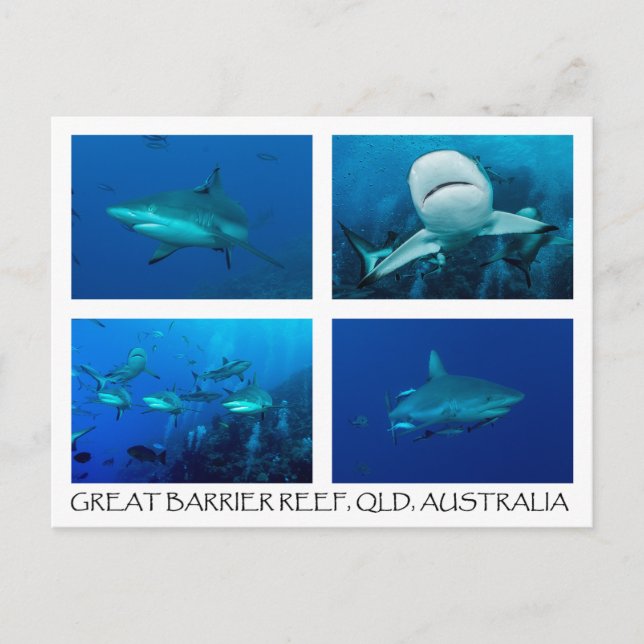 Coral Sea Postcard - Reef Sharks Vykort (Framsida)