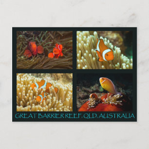Coral Sea Postcard - Träfisk Vykort